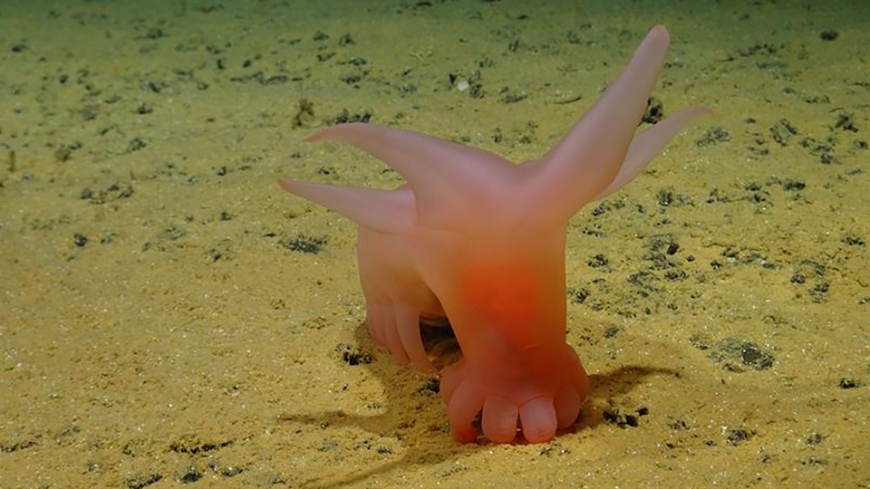 Bild Nya arter upptäckta på havets botten