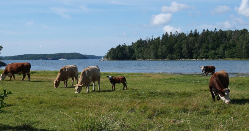 Bild Värdefulla strandängar växer igen