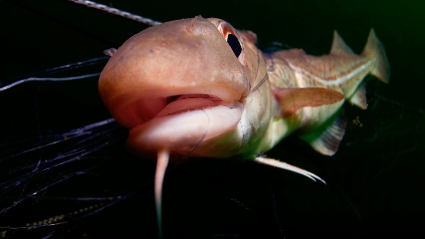 Bild Snabbaste fiskemetoden minst stressande för fisken