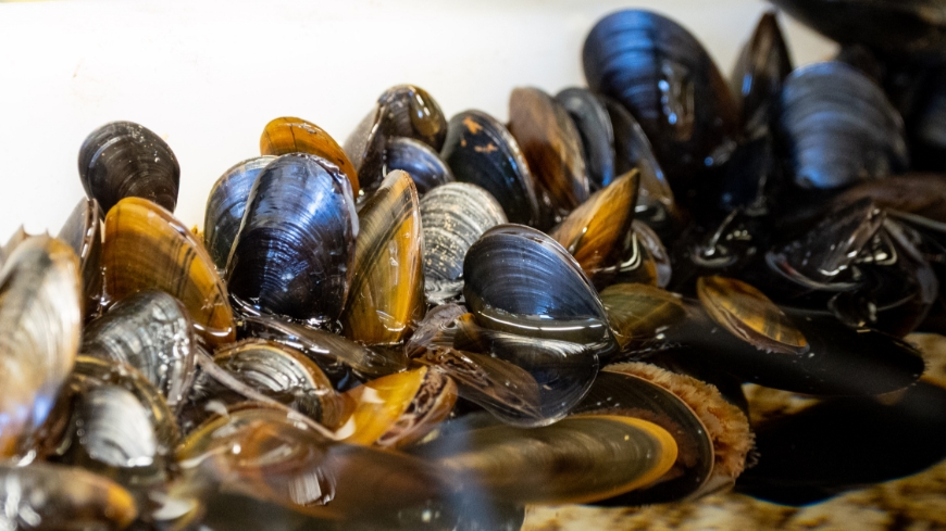 Bild Utbredning och förändring av kustnära musslelpopulationer