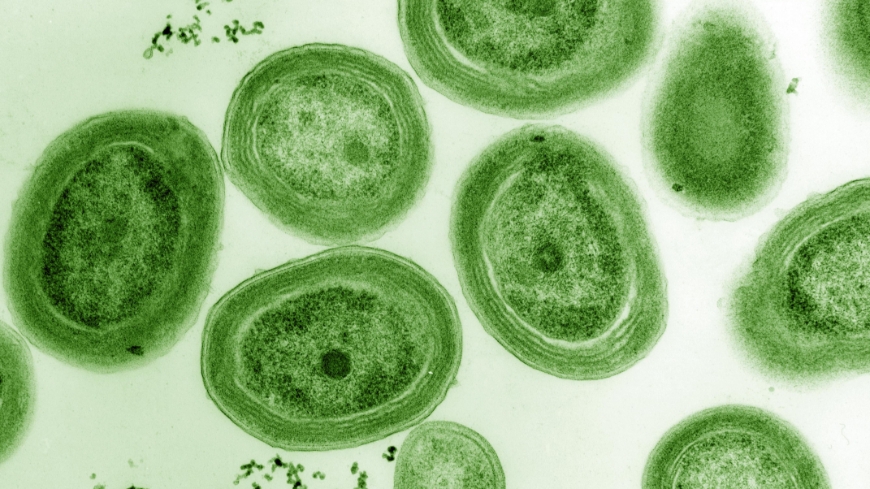 Bild Livsviktig organism hotas av varmare hav