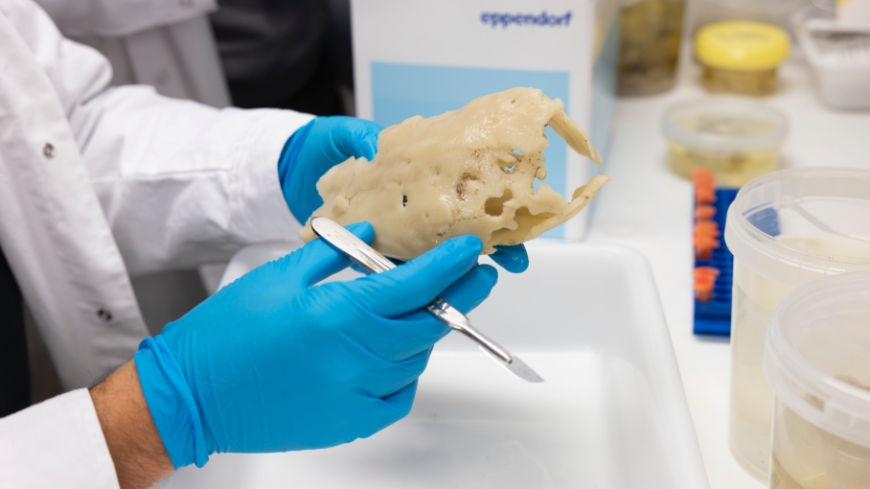 Bild Nya svampdjur ger ledtrådar om djurens historia