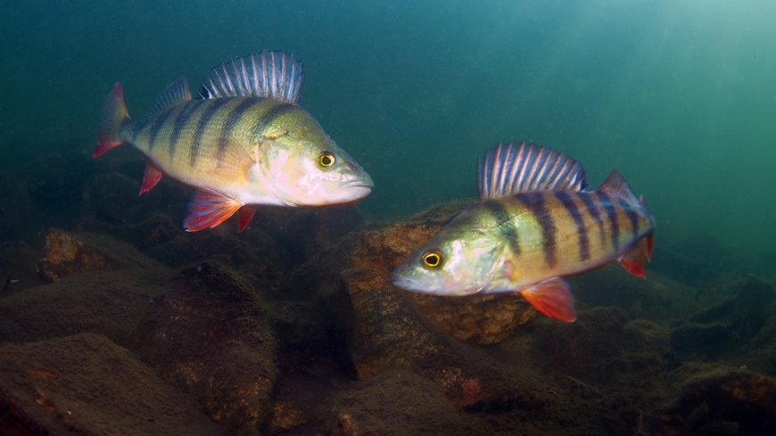 Bild Varmare hav  ger evolution  hos fiskar