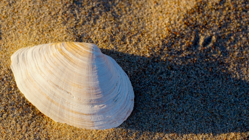 Bild Nya musslor i Östersjön