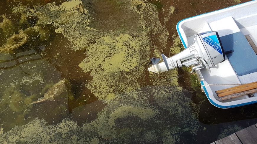 Bild Bottniska viken går mot övergödning