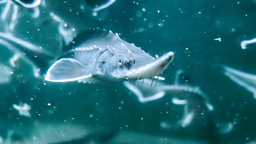 Bild Art i fokus: Atlantstör