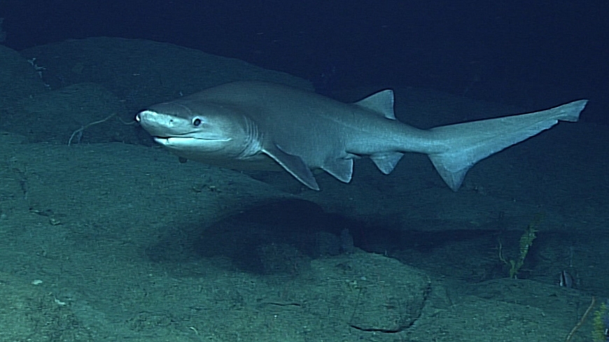 Bild Uråldrig haj blir vanligare vid svenska västkusten